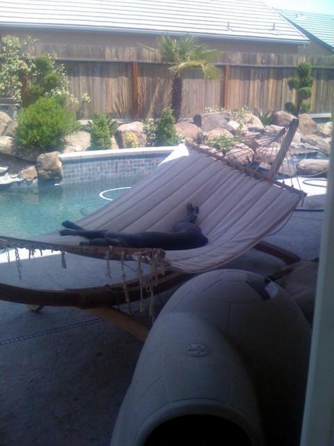 Indigo in the hammock